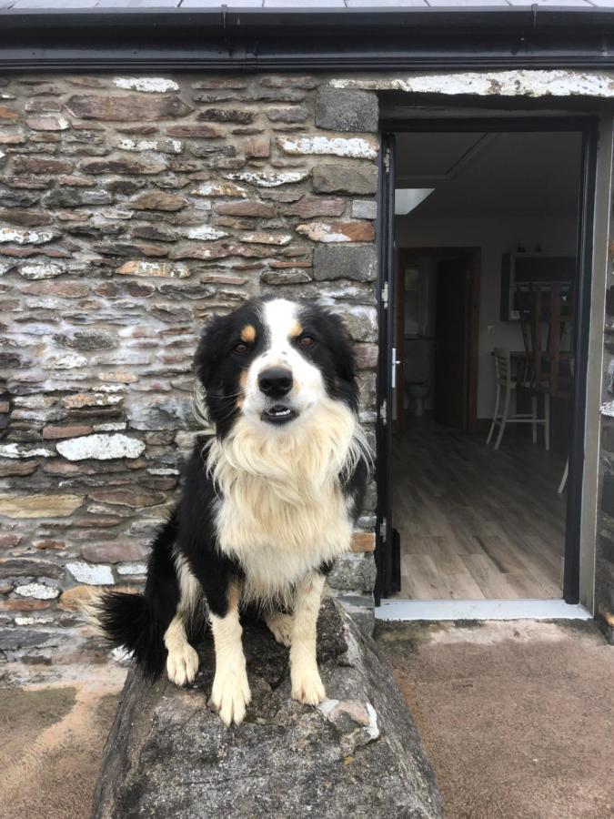 Old Irish Farmhouse 딩글 외부 사진