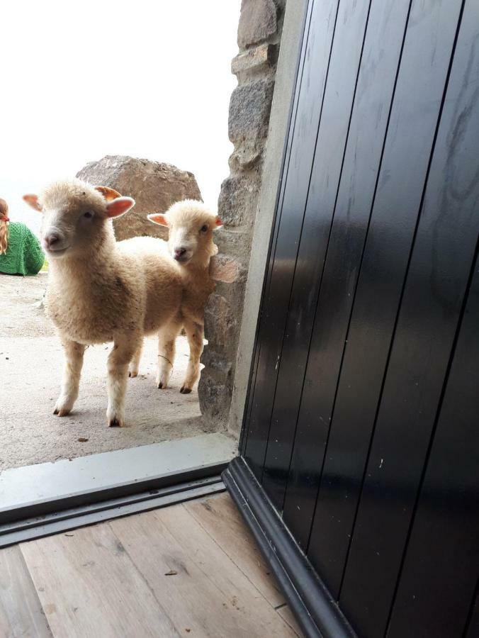 Old Irish Farmhouse 딩글 외부 사진
